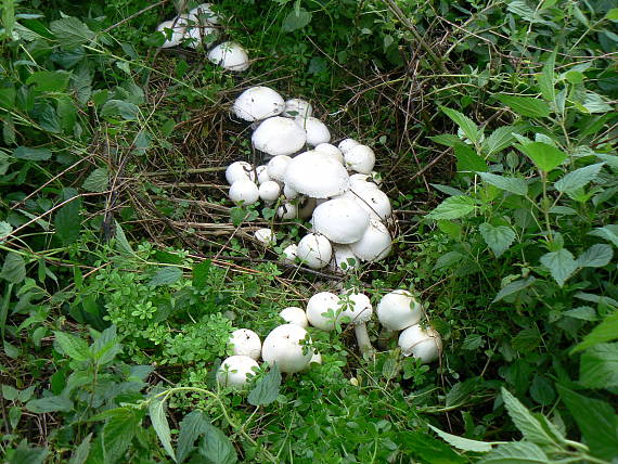 bedlica ružovolupeňová Leucoagaricus leucothites  (Vittad.) Wasser