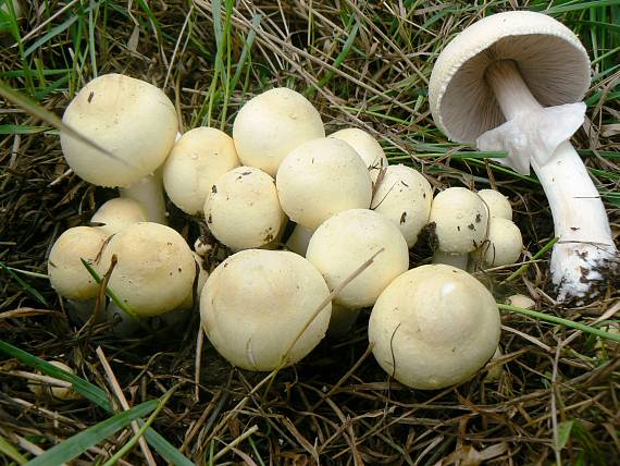 bedlica ružovolupeňová Leucoagaricus leucothites (Vittad.) Wasser