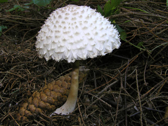 bedľa hustošupinatá Leucoagaricus nympharum (Kalchbr.) Bon