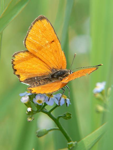 ohniváčik veľký Lycaena dispar