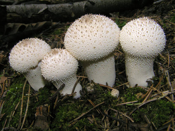 prášnica bradavičnatá Lycoperdon perlatum Pers.