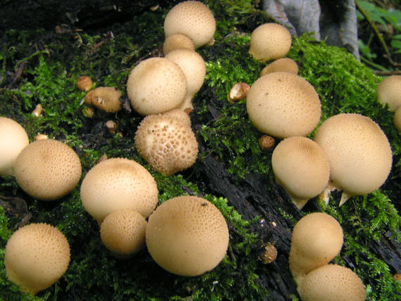 prášnica hruškovitá Lycoperdon pyriforme Schaeff.