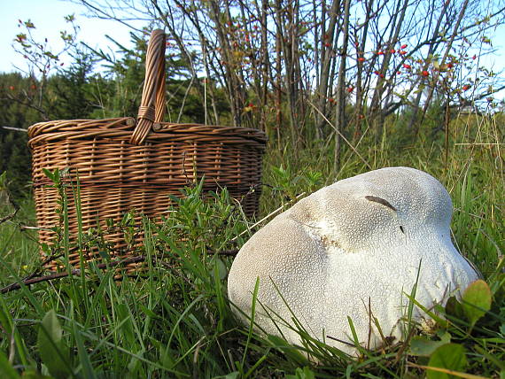 rozpadavec dlabaný Lycoperdon utriforme Bull.