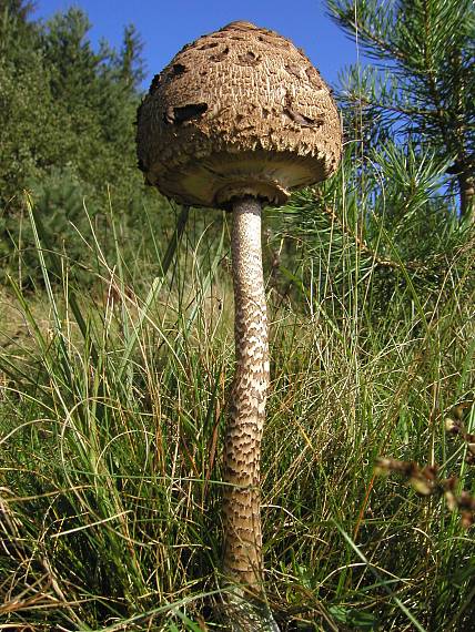 bedľa vysoká Macrolepiota procera (Scop.) Singer