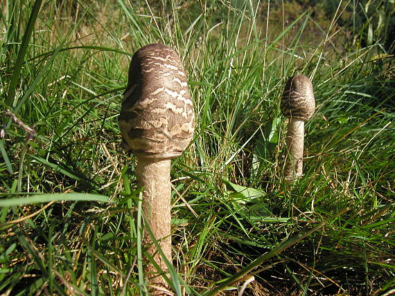 bedľa vysoká Macrolepiota procera (Scop.) Singer