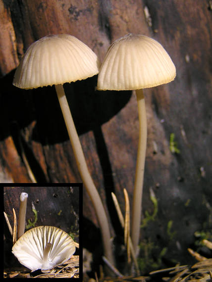 prilbička mliečna Mycena galopus (Pers.) P. Kumm.