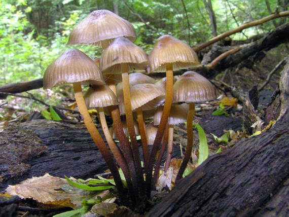 prilbička naklonená Mycena inclinata (Fr.) Quél.