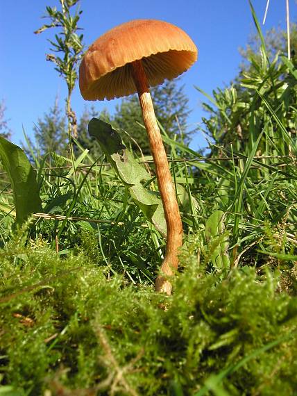 jeden z druhov prilbičky ? Mycena sp.?