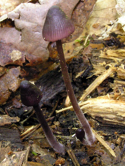 prilbička Mycena sp.