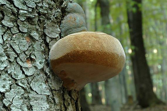 ohňovec Phellinus sp.