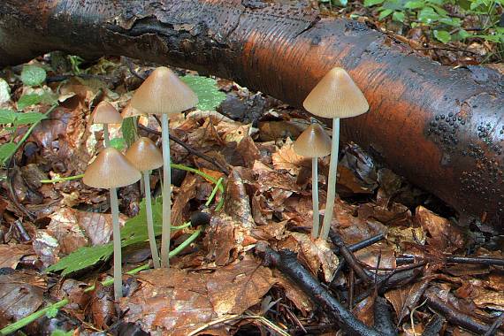 drobuľka Psathyrella sp.