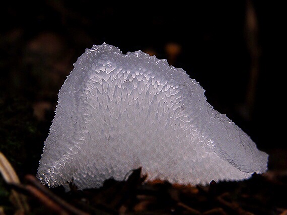 pajelenka želatínová Pseudohydnum gelatinosum (Scop.) P. Karst.