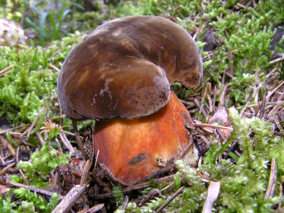 hríb zrnitohlúbikový Sutorius luridiformis (Rostk.) G. Wu & Zhu L. Yang