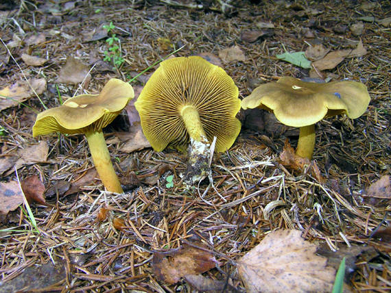 čírovka sírovožltá Tricholoma sulphureum (Bull.) P. Kumm.