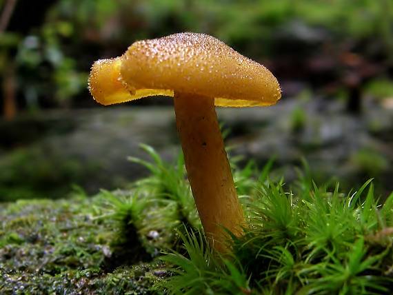 čírovec ozdobný Tricholomopsis decora (Fr.) Singer