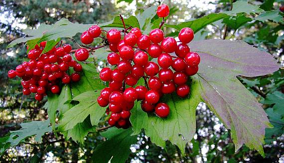 kalina obyčajná Viburnum opulus L.