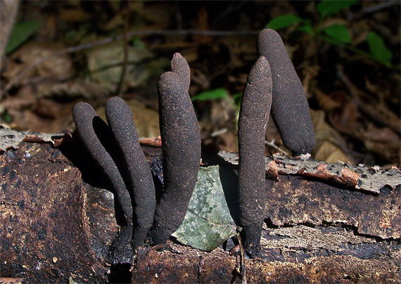 drevnatec kyjakovitý Xylaria polymorpha (Pers. ex St-Am.) Grev.