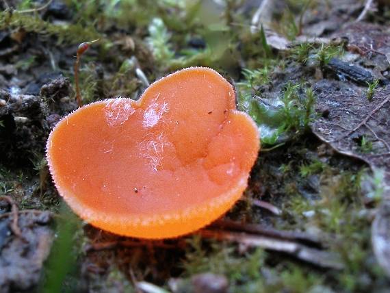 tanierovka oranžová Aleuria aurantia (Pers.) Fuckel