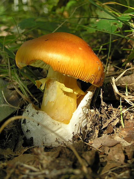 muchotrávka cisárska Amanita caesarea (Scop.) Pers.