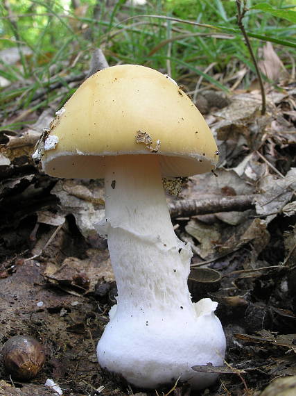 muchotrávka slamovožltá Amanita gemmata (Fr.) Bertill.