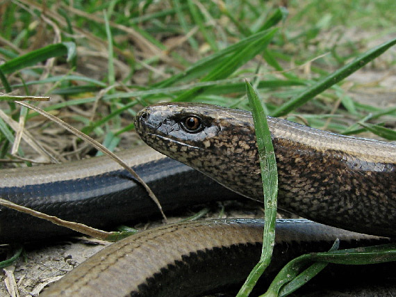 slepúch lámavý Anguis fragilis