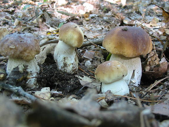 hríb smrekový Boletus edulis Bull.