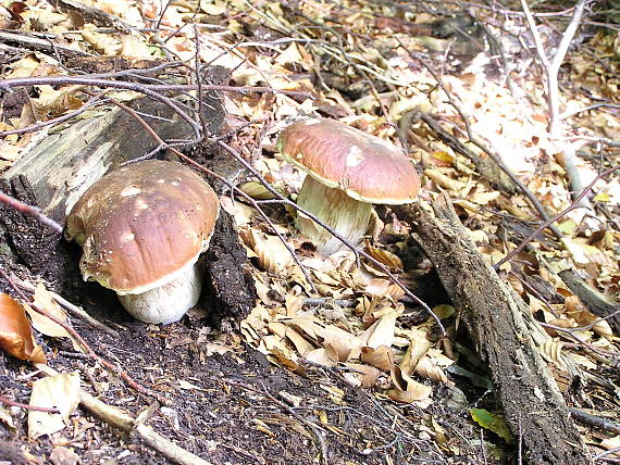 hríb smrekový Boletus edulis Bull.