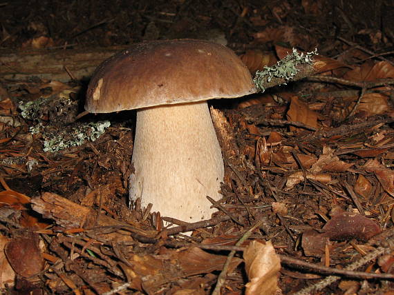 hríb smrekový Boletus edulis Bull.