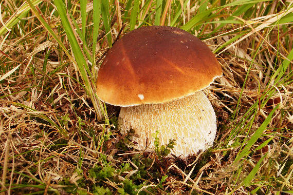 hríb smrekový Boletus edulis Bull.