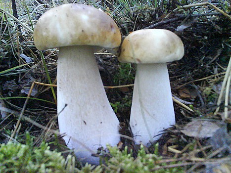 hríb Boletus sp.