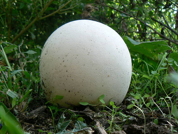 vatovec obrovský Calvatia gigantea (Batsch) Lloyd