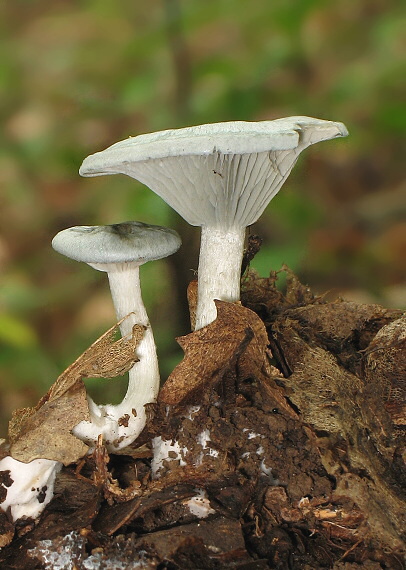 strmuľka anízová Clitocybe odora (Bull.) P. Kumm.