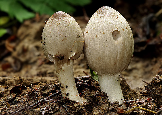 hnojník atramentový Coprinopsis atramentaria (Bull.) Redhead, Vilgalys & Moncalvo