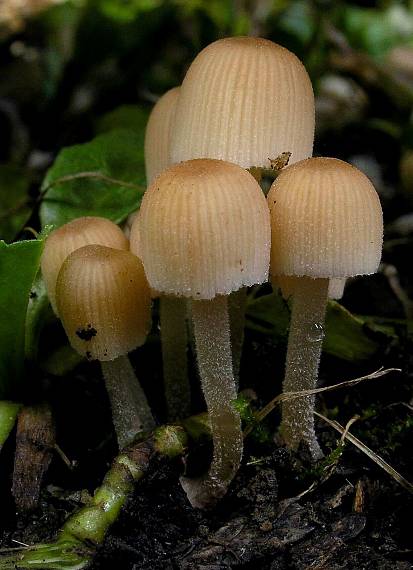 hnojník Coprinus sp.