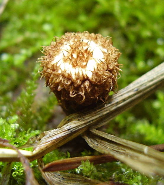 čiaškovec pásikavý Cyathus striatus (Huds.) Willd.