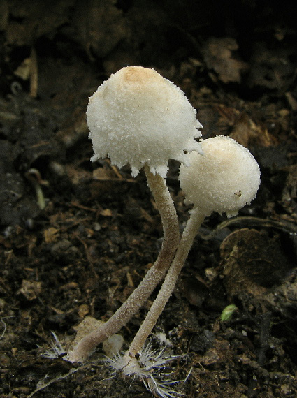 bedlička ligotavá Cystolepiota seminuda (Lasch) Bon