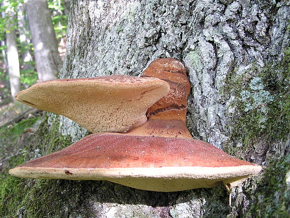 pečeňovec dubový Fistulina hepatica (Schaeff.) With.