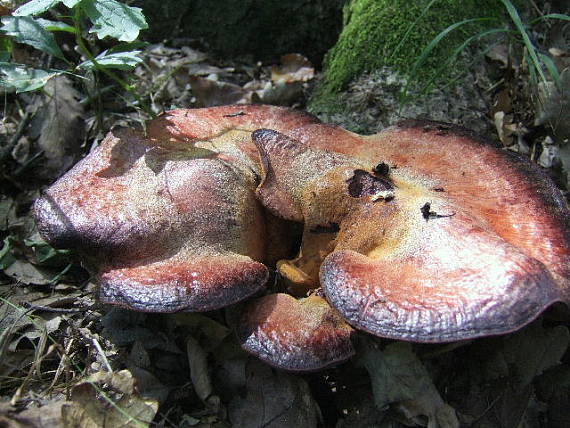 pečeňovec dubový Fistulina hepatica (Schaeff.) With.