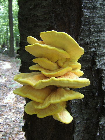 sírovec obyčajný Laetiporus sulphureus (Bull.) Murrill