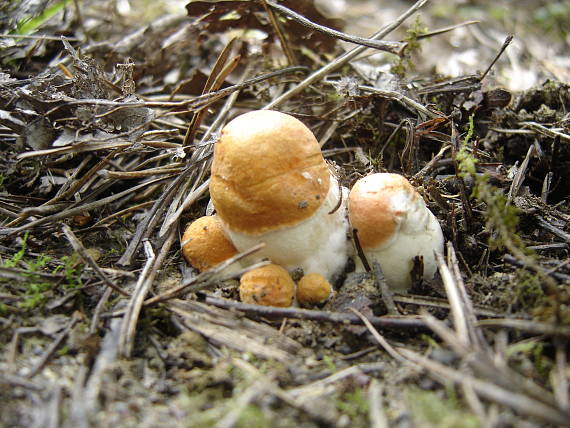 kozáčiky Leccinum albostipitatum den Bakker & Noordel.