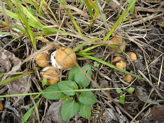 červeňaky Leccinum albostipitatum den Bakker & Noordel.