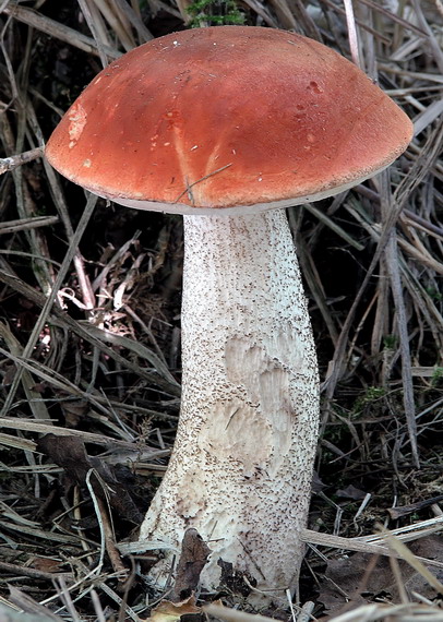 kozák osikový Leccinum albostipitatum den Bakker & Noordel.