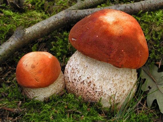 kozák dubový Leccinum aurantiacum (Bull.) Gray