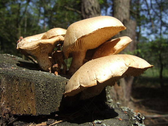 húževnatec Lentinus sp.