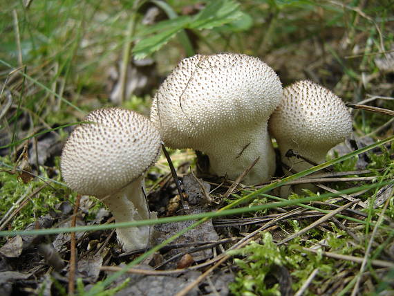 prášnica bradavičnatá Lycoperdon perlatum Pers.