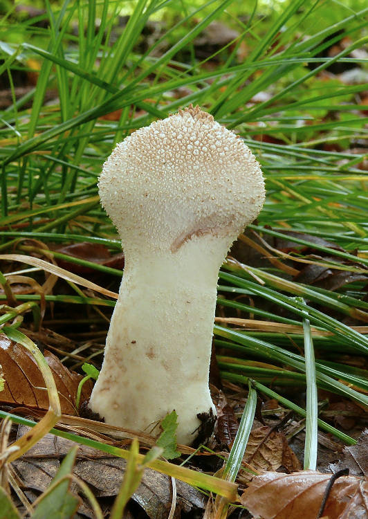 prášnica bradavičnatá Lycoperdon perlatum Pers.