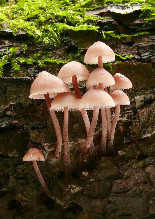 prilbička krvavomliečna Mycena haematopus (Pers.) P. Kumm.