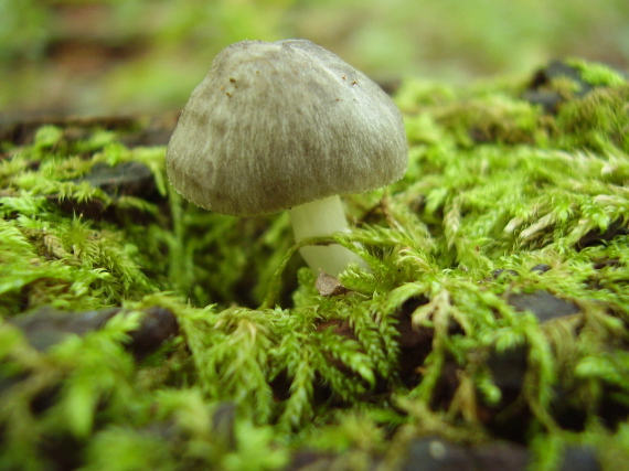 štítovka Pluteus sp.