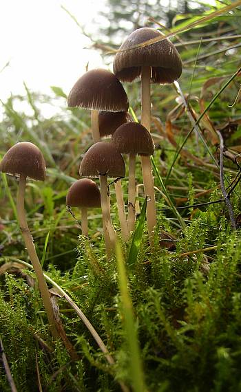 drobuľky Psathyrella sp.