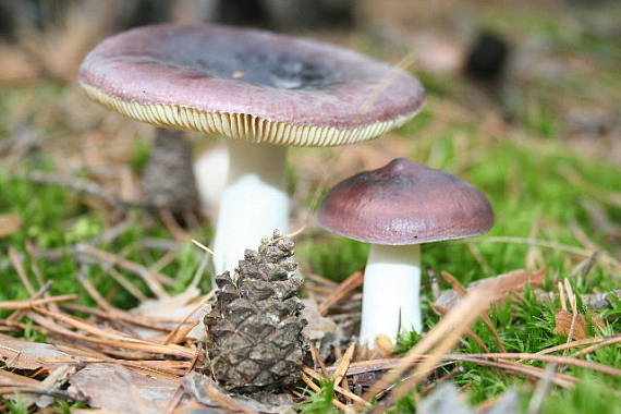 plávka horká Russula caerulea Fr.